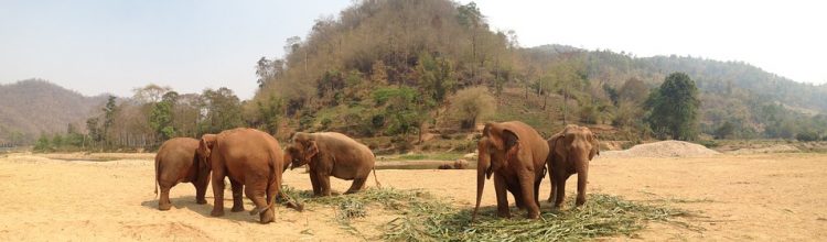 elefanti Thailandia